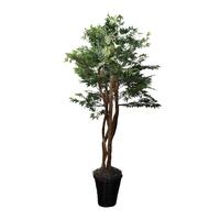 Vickerman 72" Artificial Ming Aralia Executive Tree