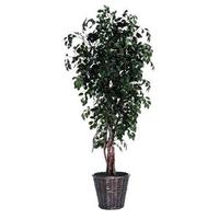 Vickerman 6' Sakaki Artificial Executive Tree