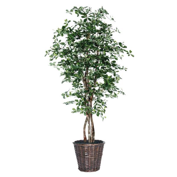 72" Artificial Black Olive Executive Tree