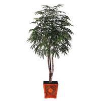 Aralia Home / Office Trees