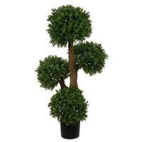 Boxwood Home / Office Trees