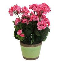 Vickerman 18" Artificial Pink Geranium in Green Garden Pot