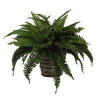 Vickerman 20" Artificial Boston Fern in Wild Wicker Basket