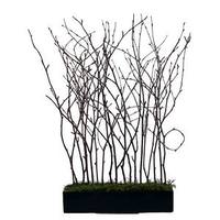 Vickerman 24" Black Rectangle with Artificial Natural Birch