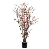 Blossom Home / Office Trees