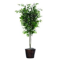 Vickerman 6.5' Artificial Ficus Deluxe Tree