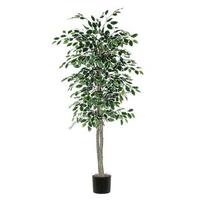 Vickerman 6' Artificial Variegated Ficus Tree