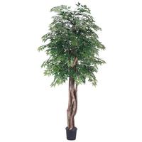 Vickerman 72" Potted Artificial Executive Ming Aralia Tree