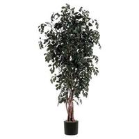 Vickerman 6' Artificial Sakaki Executive in Black Pot