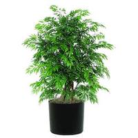 Vickerman 48" Artificial Ming Aralia Extra Full in Black Pot
