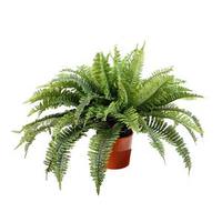 Vickerman 20" Artificial Boston Fern in Orange Ceramic Pot