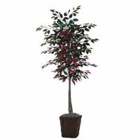 Capensia Home / Office Trees