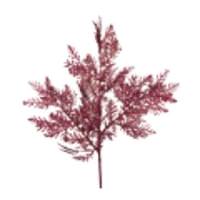 Vickerman 22" Burgundy Glitter Cypress Spray (12 pack)