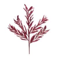 Vickerman 22" Burgundy Glitter Heather Spray (12 pack)