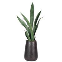 Vickerman 33" Artificial Sansevieria Arrangement