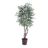 Vickerman 72" Potted Artificial Varigated Heartand Ficus Tree