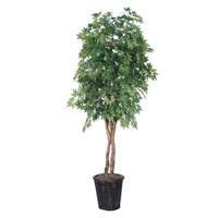 Vickerman 72" Potted Artificial Heartand Ming Aralia Tree