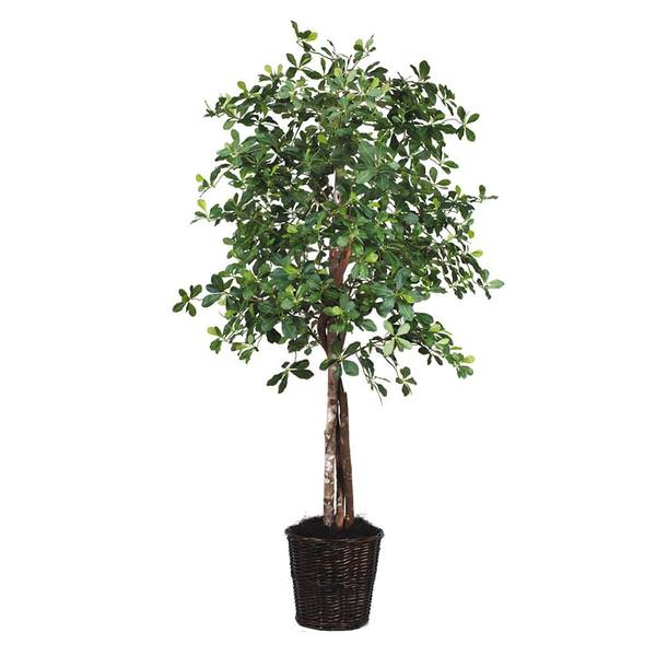72" Artificial Potted Heartand Black Olive Tree