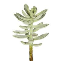 Vickerman 12" Artificial Frosted Green Pachyphytum Oviferum Pick (3 pack)