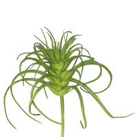 View 5" Artificial Frosted Green Grass Stem (6 pack)