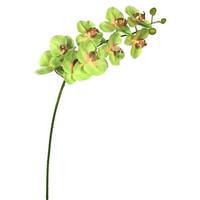 Vickerman 43" Artificial Green Phalaenopsis Orchid