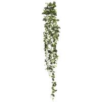 Vickerman 65" Artificial Green Fittonia Hanging Spray