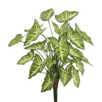 View 22" Artificial Green Syngonium Spray