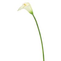 Vickerman 28" Artificial Ivory Large Stem Calla Lily