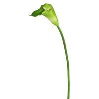 Vickerman 28" Artificial White/Green Large Stem Calla Lily