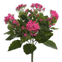 View 17.3" Artificial Hot Pink Kalanchoe Bush