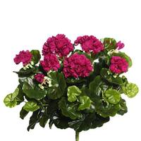 Vickerman 17.5" Artificial Purple Geranium Bush