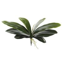 Vickerman 8" Artificial Green Orchid Leaf Stem