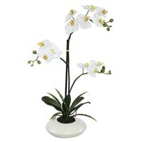 Vickerman 25" Artificial White Orchid Flower with White Ceramic Container