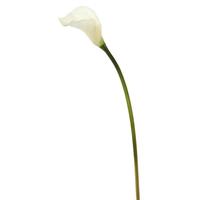 Vickerman 26" White Calla Lily Stem (6 pack)