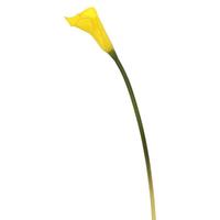 Vickerman 26" Artificial Yellow Calla Lily Stem (6 pack)