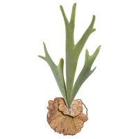 Vickerman 16.5" Artificial Green Staghorn Fern Pick
