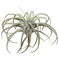 View 10.5" Artificial Tillandsia Pick