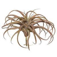 View 10.5" Artificial Tillandsia Pick