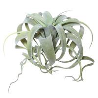 View 10.5" Artificial Green Tillandsia Pick
