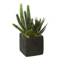 Vickerman 8" Artificial Succulent Arrangement Square Container