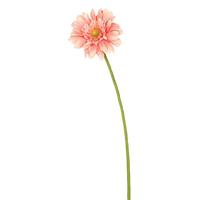 Vickerman 21" Artificial Light Pink Gerbera Daisy (6 Pack)