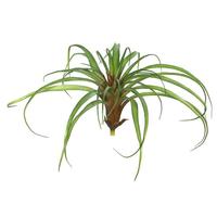 Vickerman 7" Artificial Tillandsia Pick (3 pack)