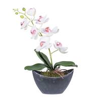 Vickerman 21" Artificial White Orchid Arrangement With Oval Container