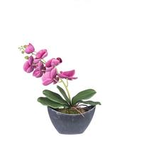 Vickerman 20.5" Artificial Magenta Orchid Arrangement With Oval Container