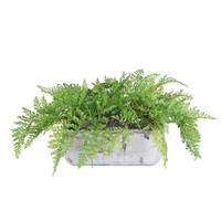 Vickerman 10" Artificial Fern in Cement Rectangle