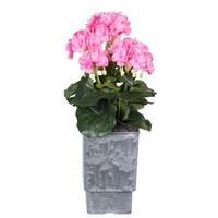 Vickerman 17" Artificial Pink Geranium With Square Container