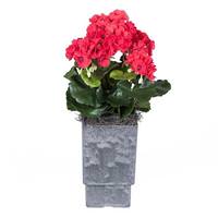 Vickerman 17" Artificial Red Geranium With Square Container