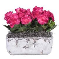Vickerman 10" Artificial Hot Pink Begonia Bush With Cement Rectangle