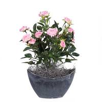 Vickerman 13.5" Artificial Mini Light Pink Diamond Rose Bush With Oval Container