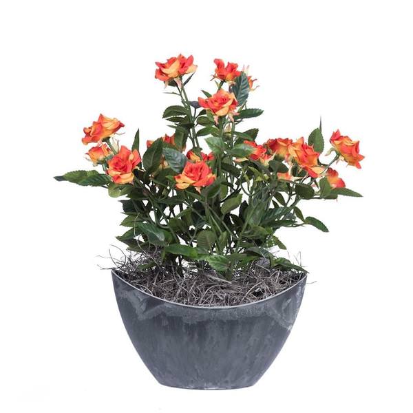 13.5" Artificial Mini Orange Diamond Rose Bush With Oval Container